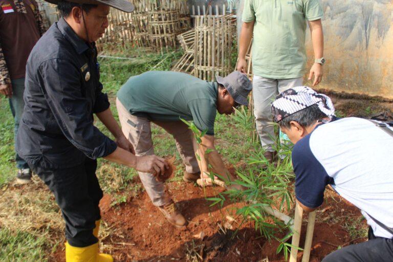 Menanam Bambu Arboretum