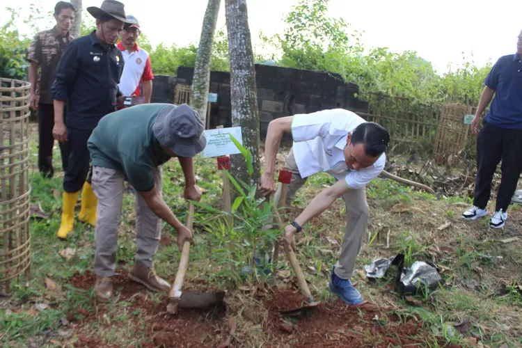 Menanam Bambu