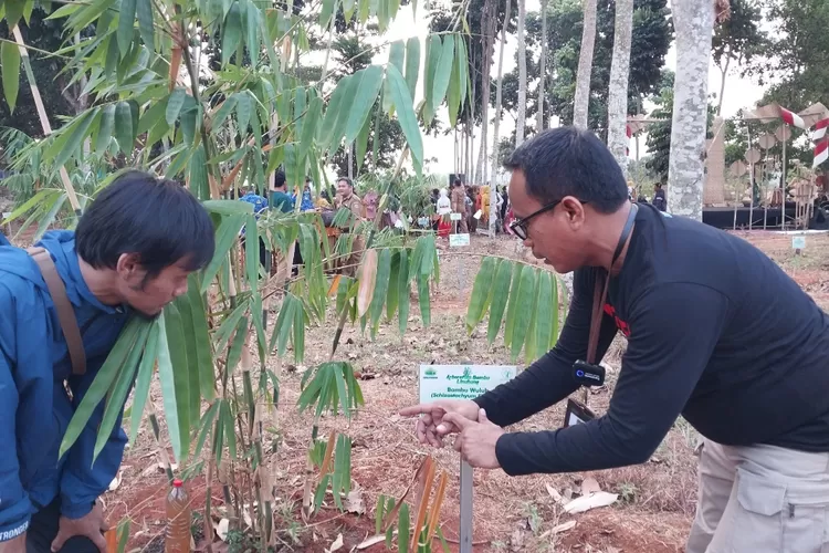 Pelestarian Bambu, Arboretum Bambu